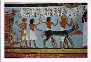 Luxor tour to East & West bank Luxor tour to East & West bank