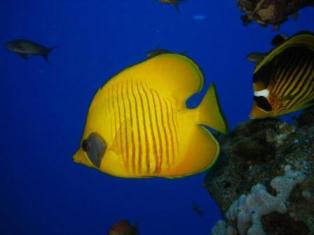 Egypt underwater diving holidays