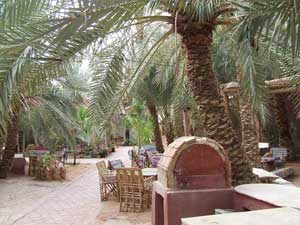 siwa safari