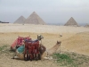 camels-tour-in-cairo