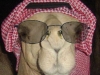 camel in disguise egypt