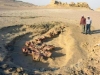 egyptian fossil