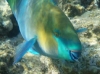 underwater hurghada