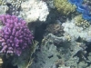 hurghada scuba diving