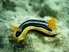 underwater sea life