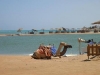 red sea tour