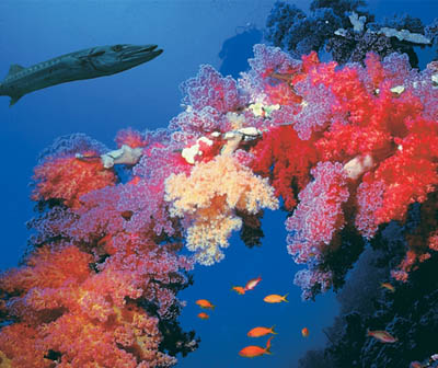 Sharm glass boat tour Sharm glass boat tour